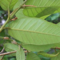 Ficus drupacea Thunb.